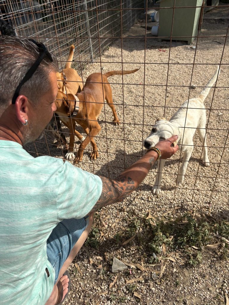 Een man strekt zijn hand uit naar een witte hond, omringd door twee bruine honden.